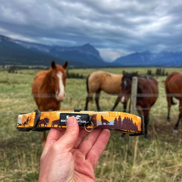 Rocky Mountain Dog Yellowstone Alpine Collar