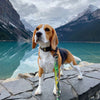 Rocky Mountain Dog Kootenay All Mountain Dog Leash