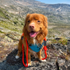 Rocky Mountain Dog Fernie Clasp Dog Rope Leash