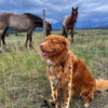Rocky Mountain Dog Yellowstone All Mountain Dog Leash