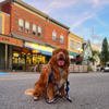 Rocky Mountain Dog Fernie Clasp Dog Rope Leash