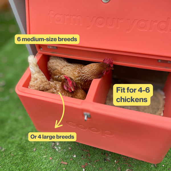 The Smart Coop + Extended Range Run (+ Free Chicks! 🐣 + Solar! ☀️)