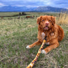 Rocky Mountain Dog Yellowstone All Mountain Dog Leash