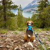 Rocky Mountain Dog Canmore All Mountain Dog Leash