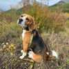 Rocky Mountain Dog Canadian Rockies Leash