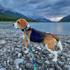 Rocky Mountain Dog Canmore All Mountain Dog Leash