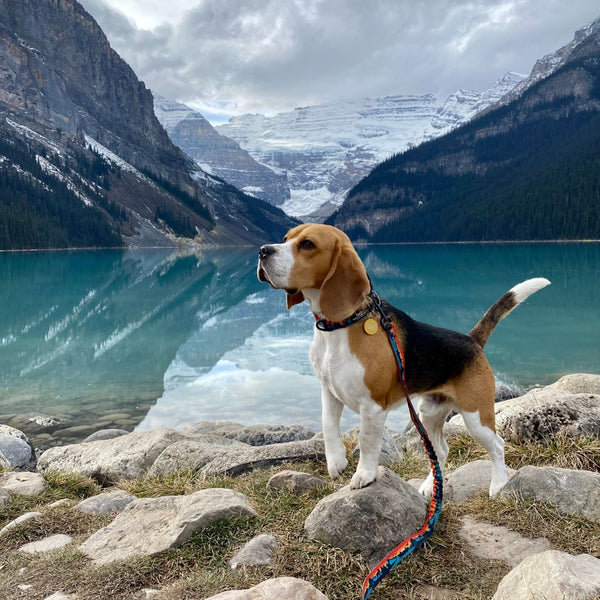Rocky Mountain Dog Banff Alpine Dog Collar