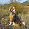 Rocky Mountain Dog Canadian Rockies Dog Collars