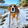 Rocky Mountain Dog Yellowstone All Mountain Dog Leash