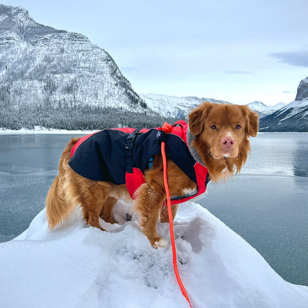 Rocky Mountain Dog Fernie Carabiner Dog Rope Leash