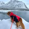 Rocky Mountain Dog Fernie Carabiner Dog Rope Leash