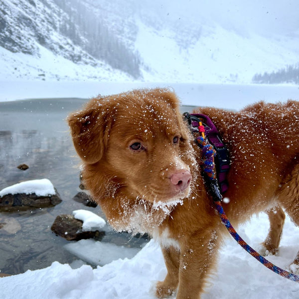 Rocky Mountain Dog Squamish Eco-Friendly Dog Rope Leash