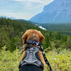 Rocky Mountain Dog The Grizzly Alpine Dog Collar