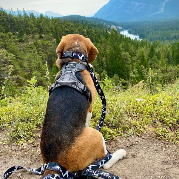Rocky Mountain Dog The Grizzly All Mountain Dog Leash