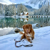 Rocky Mountain Dog Ranger All Mountain Dog Leash