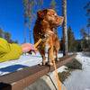 Rocky Mountain Dog Biothane Dog Grab Handle