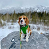 Rocky Mountain Dog Kootenay All Mountain Dog Leash