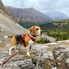 Rocky Mountain Dog Ranger All Mountain Dog Leash