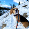 Rocky Mountain Dog Banff All Mountain Dog Leash