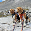 Rocky Mountain Dog Ranger All Mountain Dog Leash