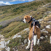 Rocky Mountain Dog Ranger All Mountain Dog Leash