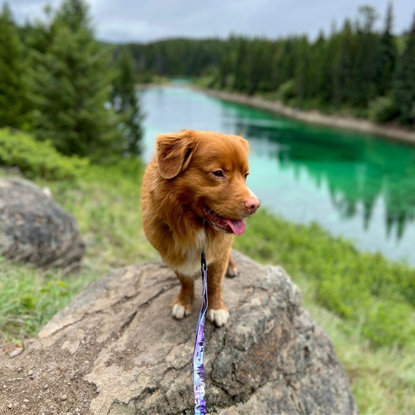 Rocky Mountain Dog PNW All Mountain Dog Leash