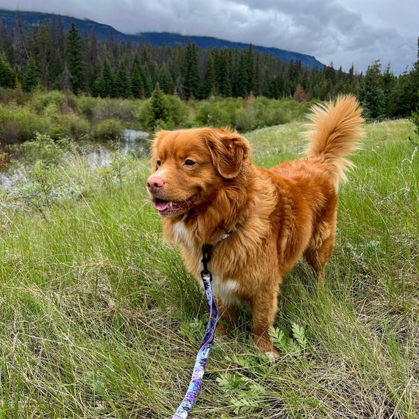Rocky Mountain Dog PNW All Mountain Dog Leash
