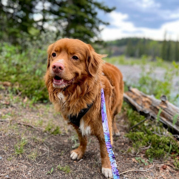 Rocky Mountain Dog PNW Alpine Dog Collar