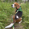 Rocky Mountain Dog Kootenay All Mountain Dog Leash