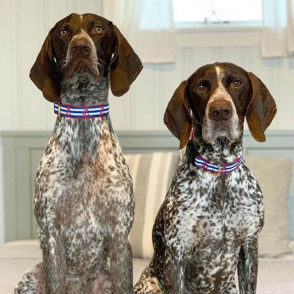 Up Country Anchors Aweigh Dog Collar