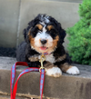 Up Country Anchors Aweigh Dog Lead