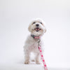 Up Country Anime Hearts Printed Dog Collar