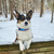 Up Country Après Ski Dog Collar