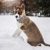 Up Country Après Ski Dog Collar