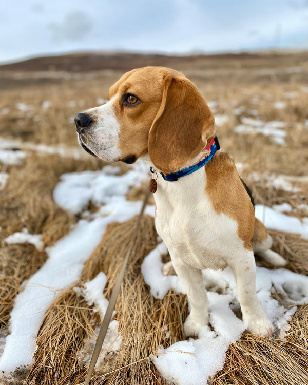 Rocky Mountain Dog Banff Alpine Dog Collar