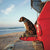 Up Country Beach Balls Dog Collar