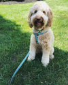 Up Country Bee Small Breed Dog Harness
