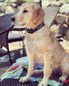 Up Country Big Bones Dog Collar