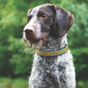Up Country Bright Sunflower Dog Collar