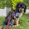 Up Country Buffalo Check Small Breed Dog Harness