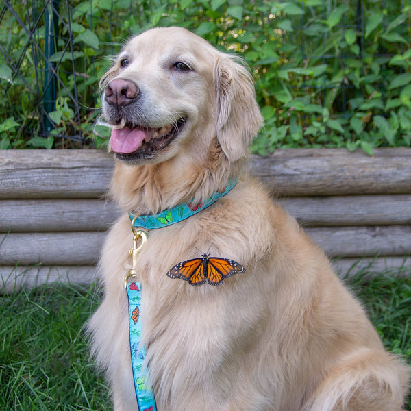 Up Country Butterfly Effect Dog Lead