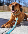 Up Country Coffee Nut Martingale Dog Collar