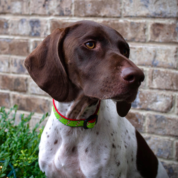 Up Country Candy Cane Dog Collar