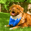 Rocky Mountain Dog Canmore Three Sisters Bandana