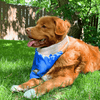 Rocky Mountain Dog Canmore Three Sisters Bandana