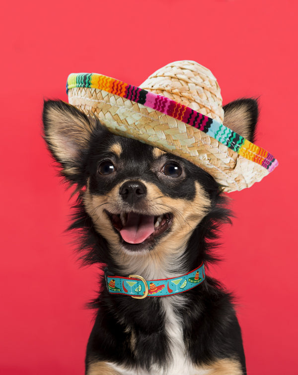 Up Country Cinco de Mayo Small Breed Dog Collar
