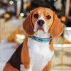 Up Country City Christmas Dog Collar