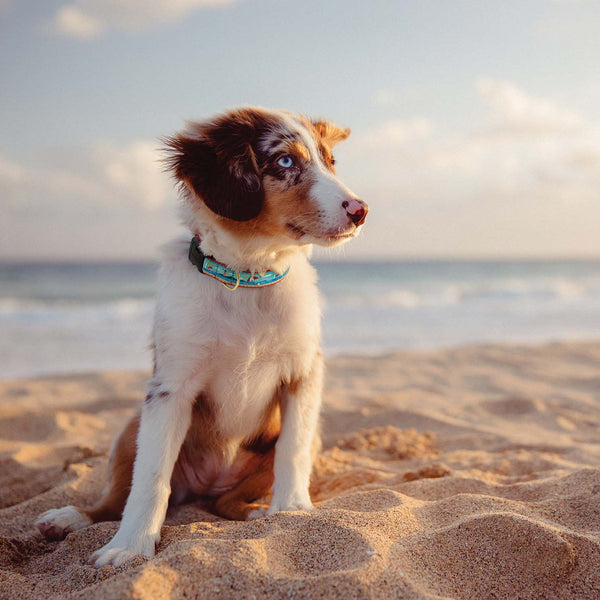 Up Country Coastal Dog Collar