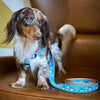 Up Country Coffee Nut Dog Harness