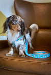 Up Country Coffee Nut Small Breed Dog Harness